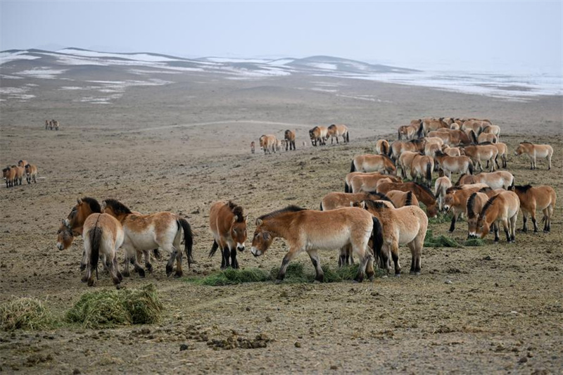 Xinjiang : la population sauvage du cheval de Przewalski progresse régulièrement