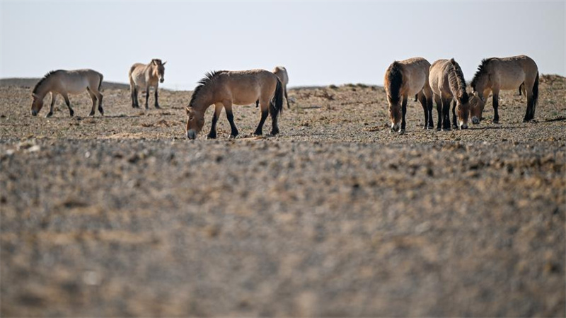 Xinjiang : la population sauvage du cheval de Przewalski progresse régulièrement