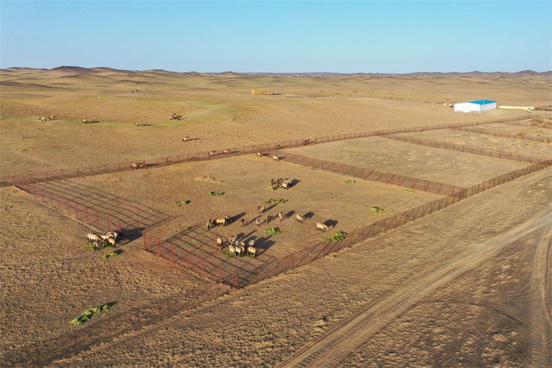 Xinjiang : la population sauvage du cheval de Przewalski progresse régulièrement