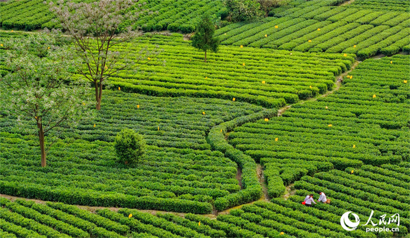 Jiangxi : la cueillette du thé bat son plein à Suichuan