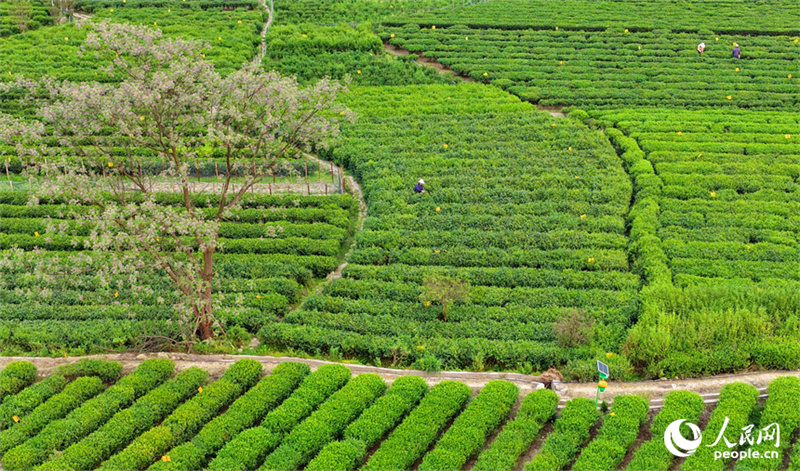 Jiangxi : la cueillette du thé bat son plein à Suichuan