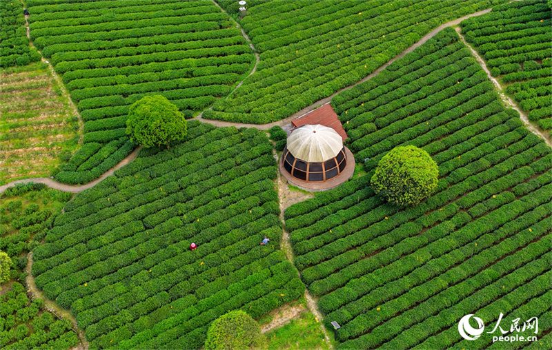 Jiangxi : la cueillette du thé bat son plein à Suichuan
