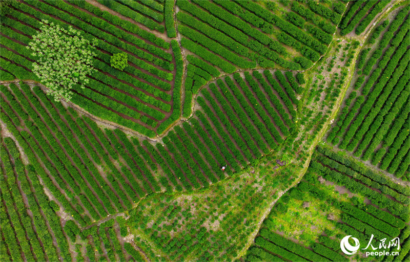 Jiangxi : la cueillette du thé bat son plein à Suichuan