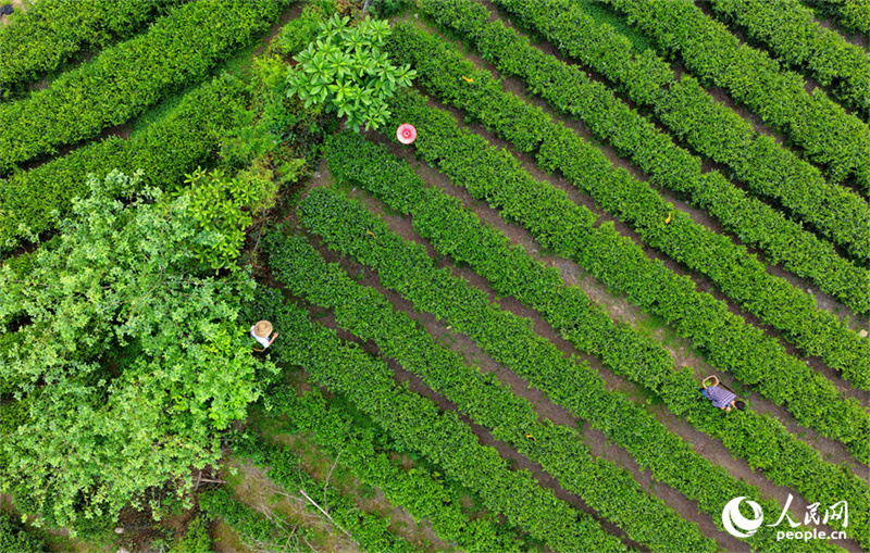 Jiangxi : la cueillette du thé bat son plein à Suichuan