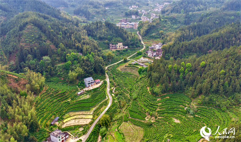Jiangxi : la cueillette du thé bat son plein à Suichuan