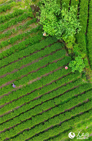 Jiangxi : la cueillette du thé bat son plein à Suichuan