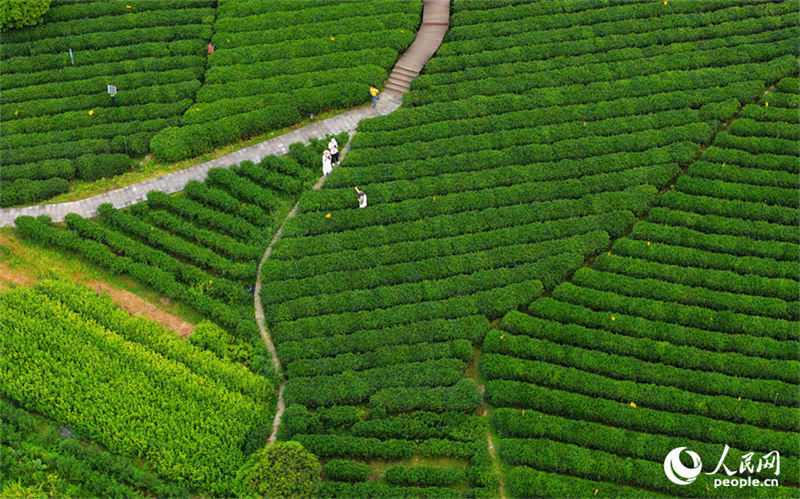 Jiangxi : la cueillette du thé bat son plein à Suichuan