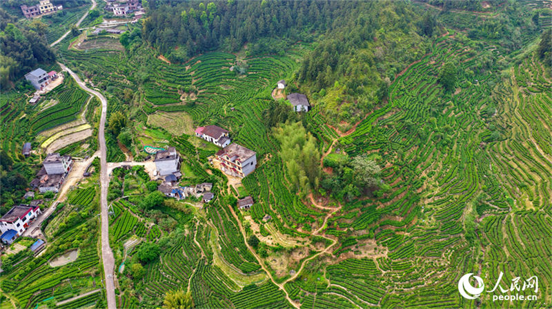 Jiangxi : la cueillette du thé bat son plein à Suichuan