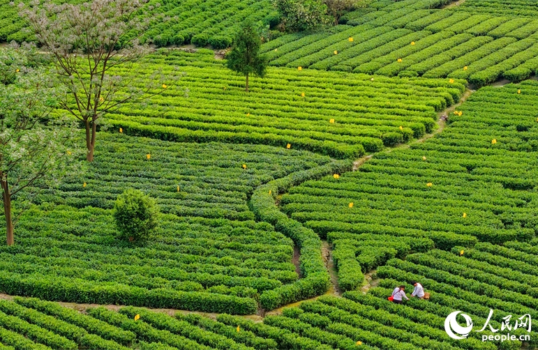 Jiangxi : la cueillette du thé bat son plein à Suichuan