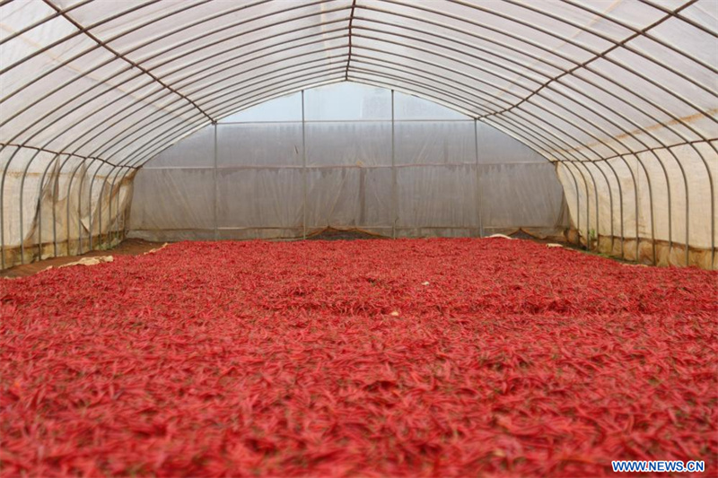 Au Rwanda, les producteurs de piments bénéficient de la politique chinoise d'exemption de droits de douane