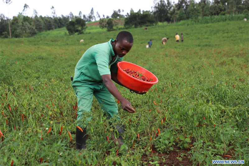 Au Rwanda, les producteurs de piments bénéficient de la politique chinoise d'exemption de droits de douane