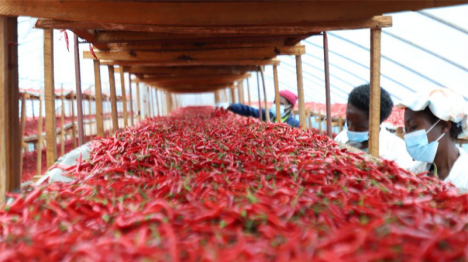 Au Rwanda, les producteurs de piments bénéficient de la politique chinoise d'exemption de droits de douane