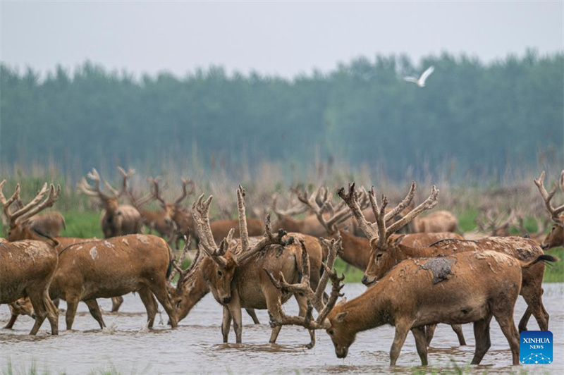 Hubei : Une réserve naturelle nationale devient un habitat idéal pour les cerfs de Milu