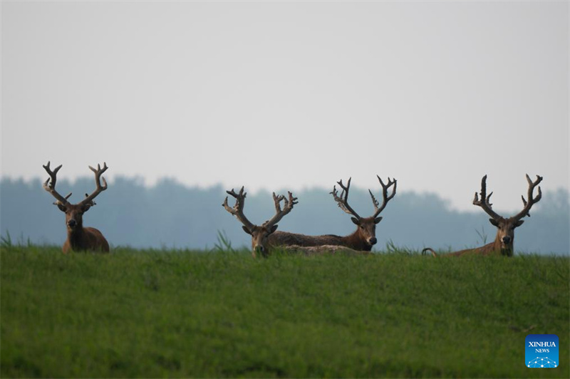 Hubei : Une réserve naturelle nationale devient un habitat idéal pour les cerfs de Milu