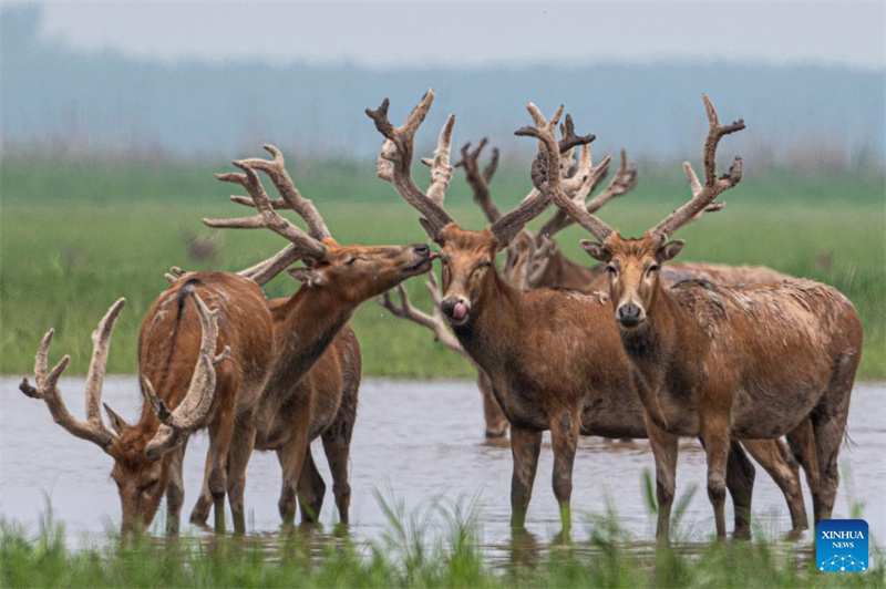 Hubei : Une réserve naturelle nationale devient un habitat idéal pour les cerfs de Milu