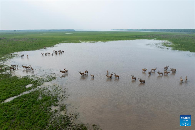 Hubei : Une réserve naturelle nationale devient un habitat idéal pour les cerfs de Milu