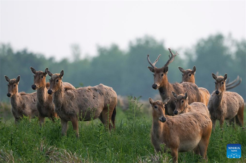Hubei : Une réserve naturelle nationale devient un habitat idéal pour les cerfs de Milu