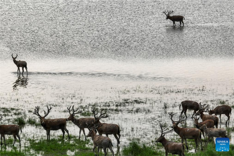 Hubei : Une réserve naturelle nationale devient un habitat idéal pour les cerfs de Milu