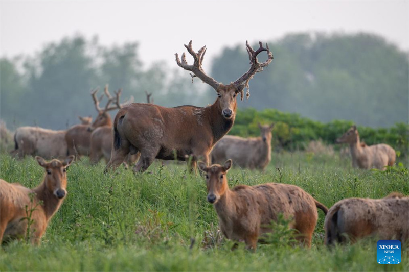 Hubei : Une réserve naturelle nationale devient un habitat idéal pour les cerfs de Milu