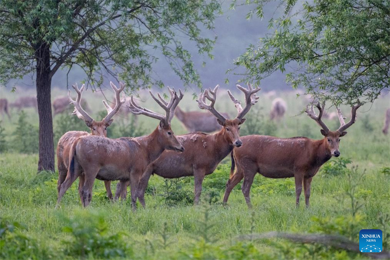 Hubei : Une réserve naturelle nationale devient un habitat idéal pour les cerfs de Milu