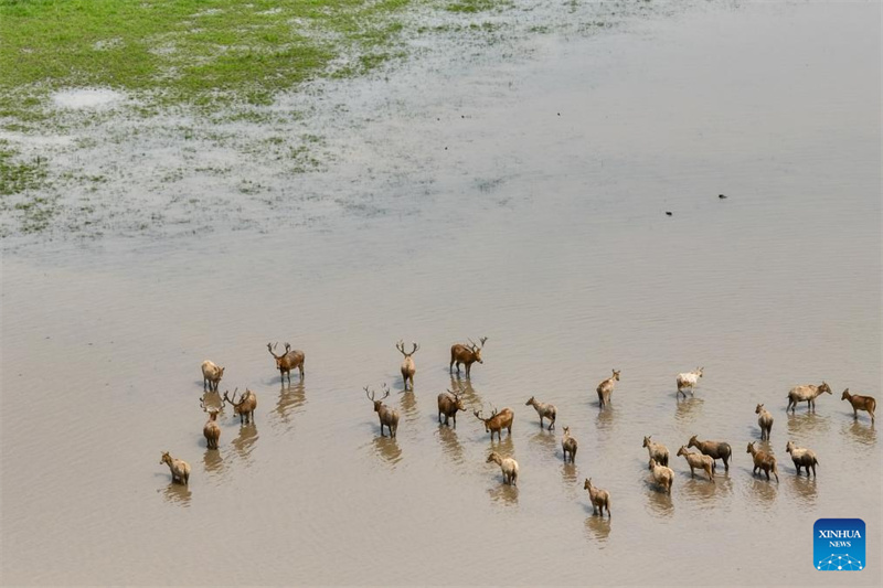Hubei : Une réserve naturelle nationale devient un habitat idéal pour les cerfs de Milu