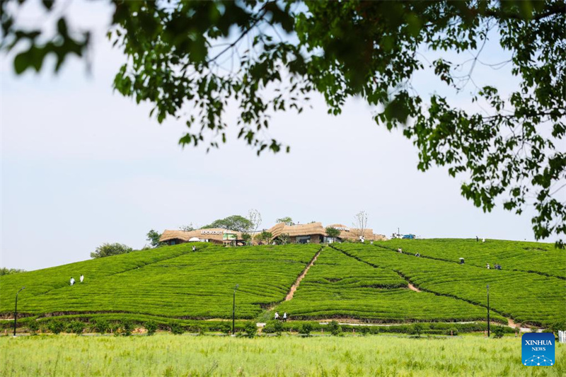 Zhejiang : Hangzhou développe des projets de tourisme culturel rural pour attirer les touristes