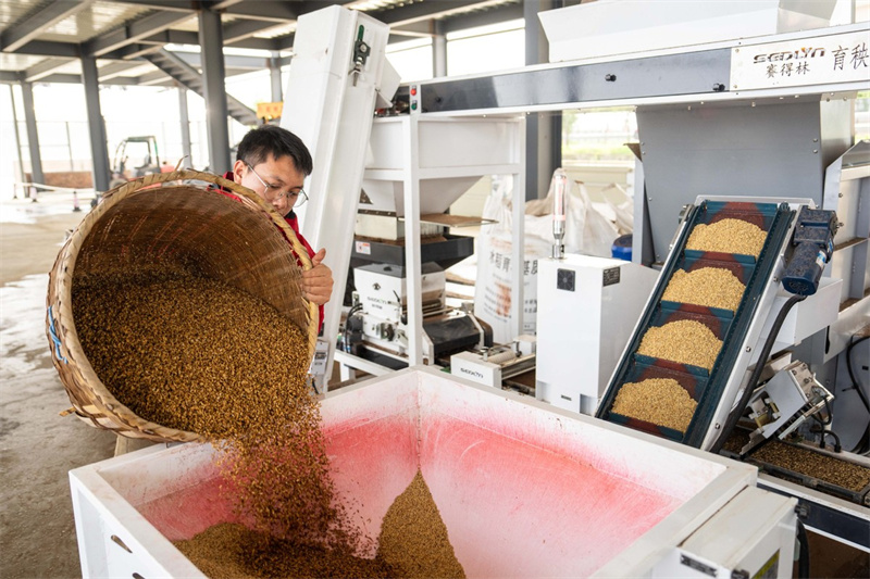 Hunan : une ferme rizicole de Changsha choisit une option intelligente