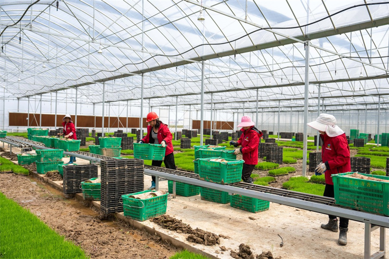 Hunan : une ferme rizicole de Changsha choisit une option intelligente