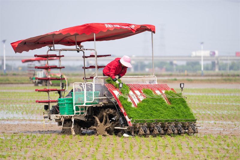 Hunan : une ferme rizicole de Changsha choisit une option intelligente
