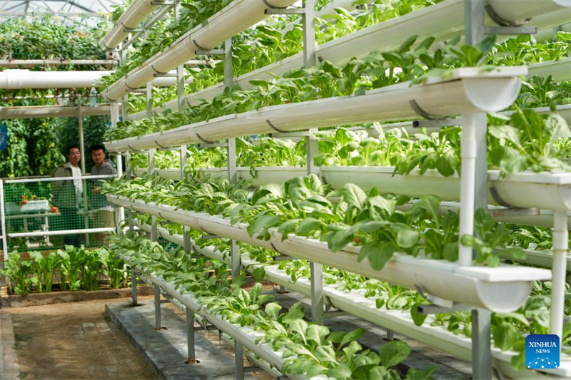 Shandong : l'agriculture autonome mise en avant lors de l'Exposition internationale des sciences et technologies végétales de Shouguang