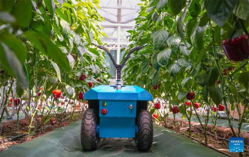 Shandong : l'agriculture autonome mise en avant lors de l'Exposition internationale des sciences et technologies végétales de Shouguang