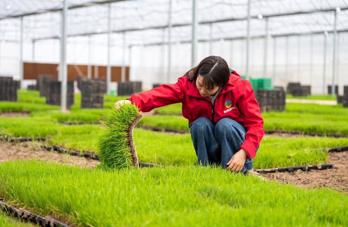 Hunan : une ferme rizicole de Changsha choisit une option intelligente