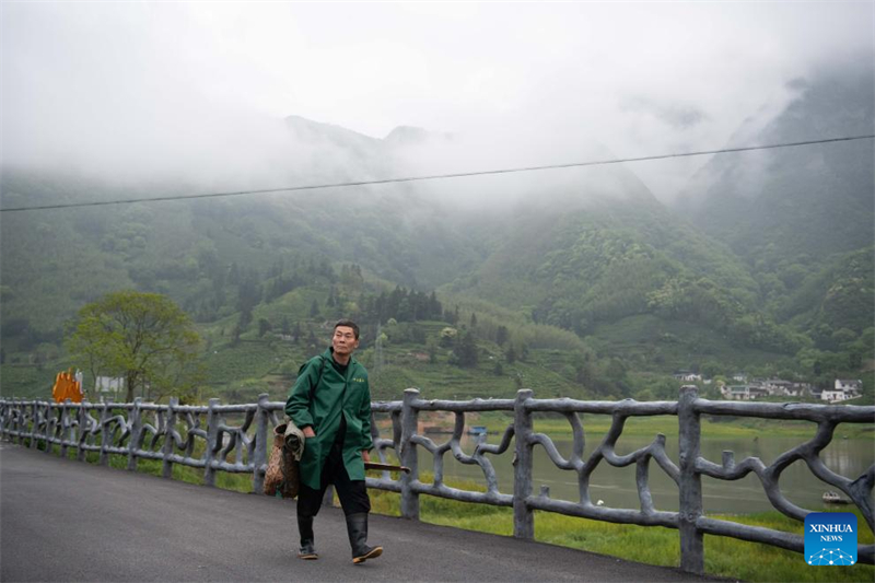 Un producteur de thé se dirige vers les plantations de thé du village de Houkeng, dans le district de Huangshan de la ville de Huangshan, dans la province de l'Anhui (est de la Chine), le 24 avril 2026.  (Zhang Duan/Xinhua)