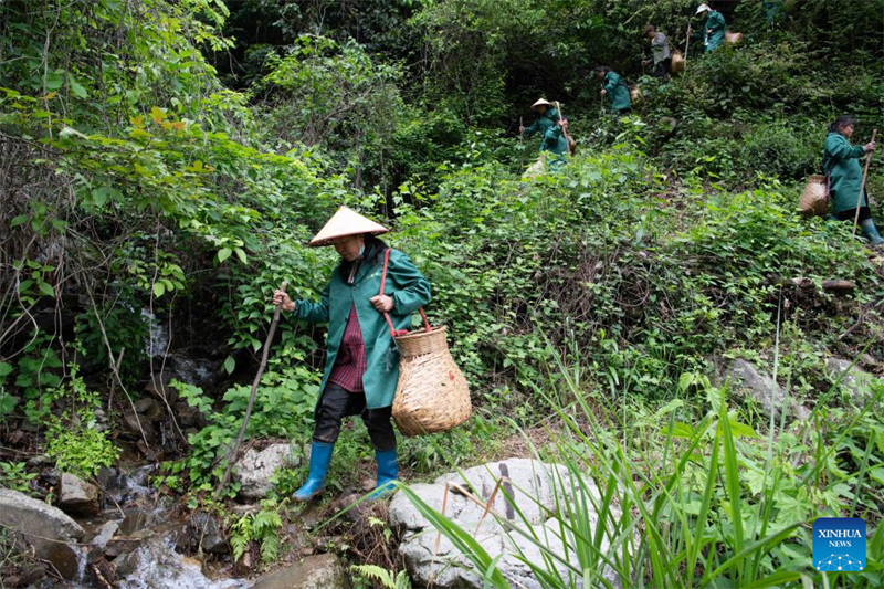 Anhui : les producteurs de thé acheminent les arômes des montagnes jusqu'aux consommateurs urbains