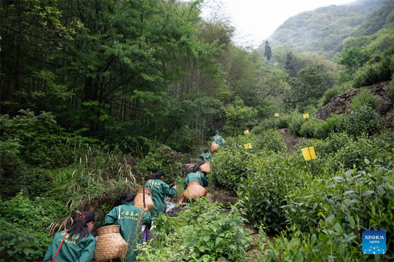 Anhui : les producteurs de thé acheminent les arômes des montagnes jusqu'aux consommateurs urbains