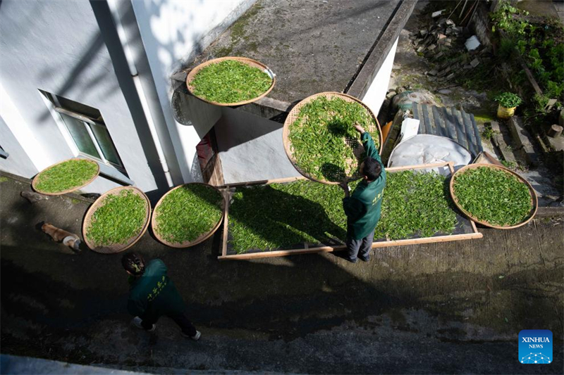 Anhui : les producteurs de thé acheminent les arômes des montagnes jusqu'aux consommateurs urbains