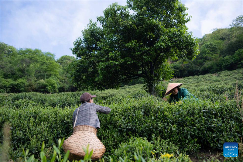 Anhui : les producteurs de thé acheminent les arômes des montagnes jusqu'aux consommateurs urbains