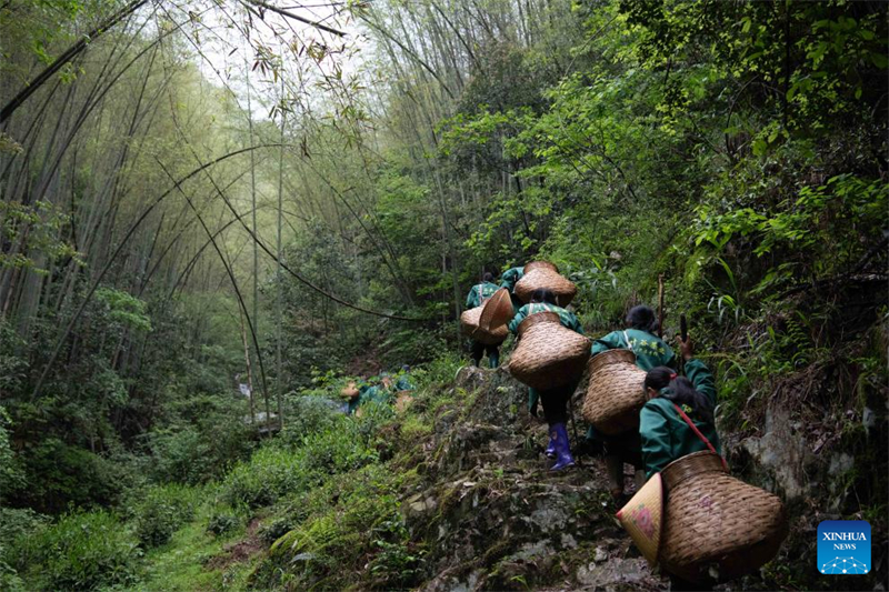 Anhui : les producteurs de thé acheminent les arômes des montagnes jusqu'aux consommateurs urbains