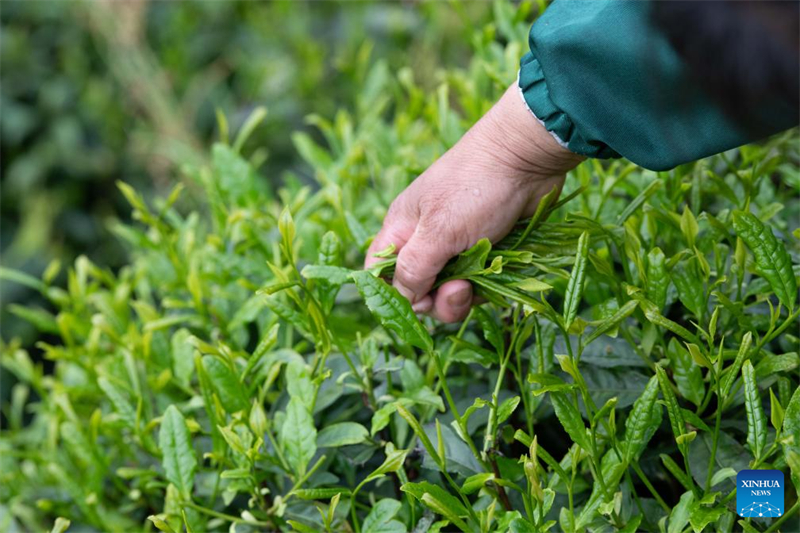 Anhui : les producteurs de thé acheminent les arômes des montagnes jusqu'aux consommateurs urbains