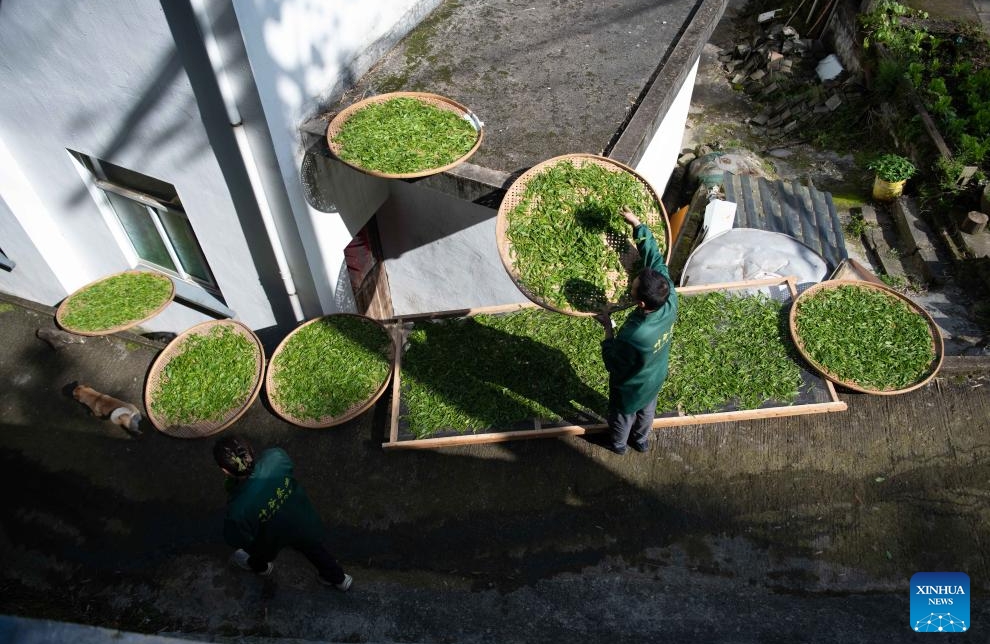 Anhui : les producteurs de thé acheminent les arômes des montagnes jusqu'aux consommateurs urbains
