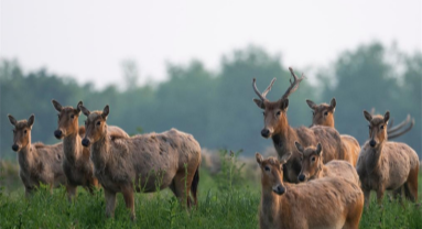 Hubei : une réserve naturelle nationale devient un habitat idéal pour les cerfs de Milu