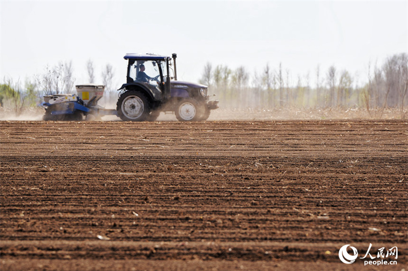 Jilin : marée de printemps et champs fertiles, les travaux de de labourage et de semailles battent leur plein