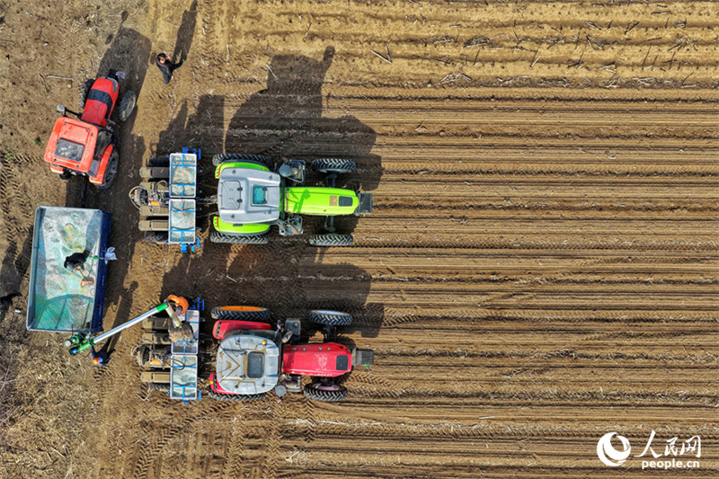 Jilin : marée de printemps et champs fertiles, les travaux de de labourage et de semailles battent leur plein