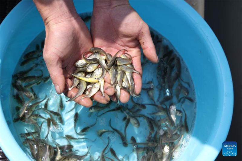 Fujian : 2,5 milliards d'alevins de grands maigres jaunes bientôt libérés à Ningde