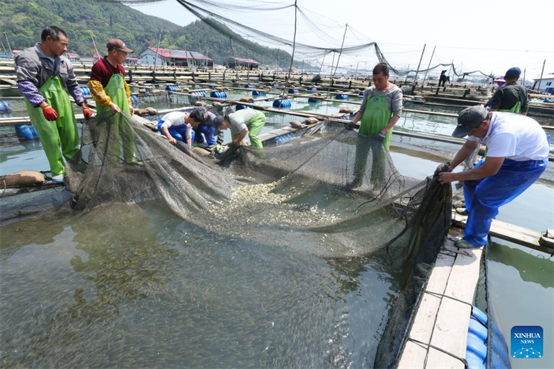 Fujian : 2,5 milliards d'alevins de grands maigres jaunes bientôt libérés à Ningde