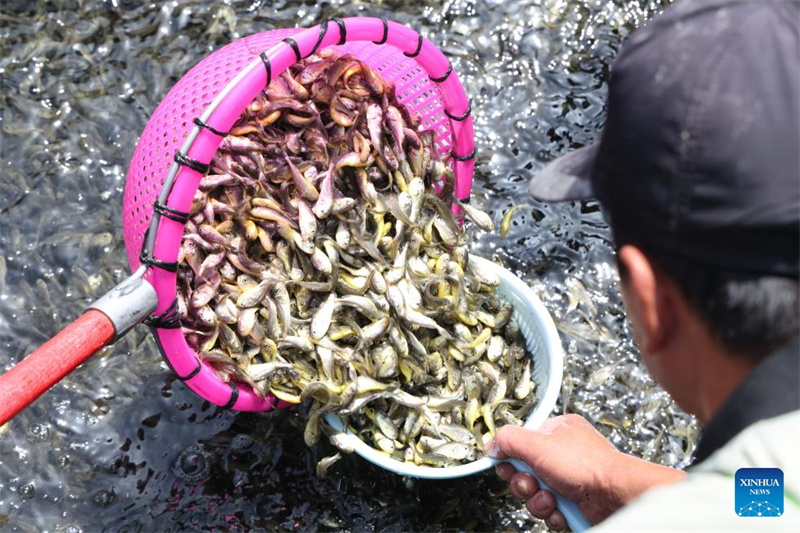 Fujian : 2,5 milliards d'alevins de grands maigres jaunes bientôt libérés à Ningde