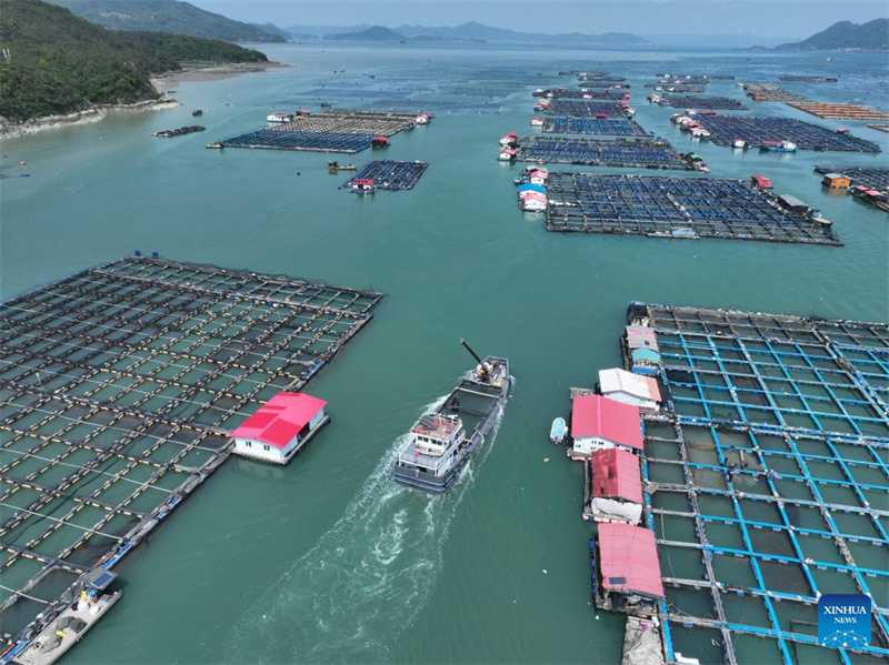 Fujian : 2,5 milliards d'alevins de grands maigres jaunes bientôt libérés à Ningde