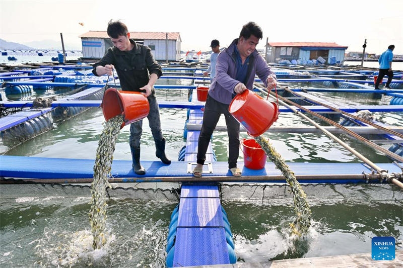 Fujian : 2,5 milliards d'alevins de grands maigres jaunes bientôt libérés à Ningde