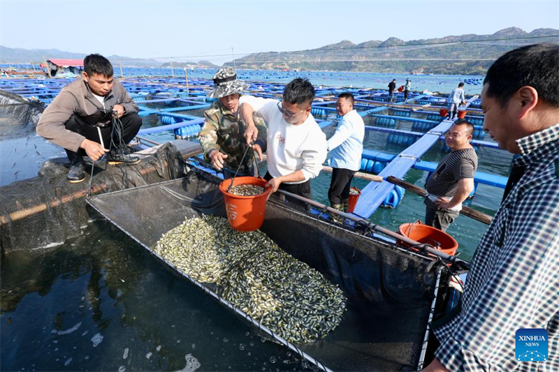 Fujian : 2,5 milliards d'alevins de grands maigres jaunes bientôt libérés à Ningde