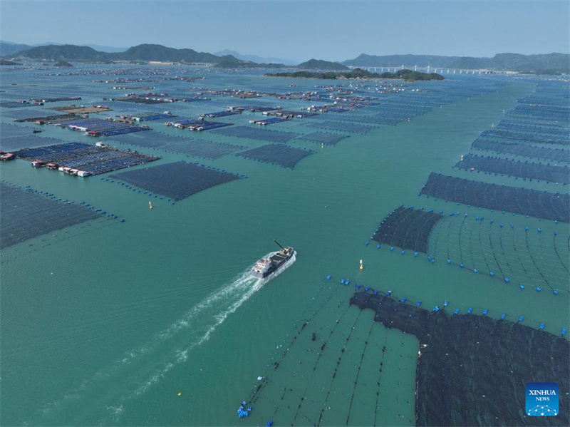 Fujian : 2,5 milliards d'alevins de grands maigres jaunes bientôt libérés à Ningde